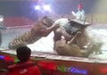 (Video) Naluri Alami Lepas Kendali, Singa dan Harimau Sirkus Ini Serang Seekor Kuda saat Latihan