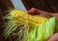 Sering Dianggap Sampah, Ternyata Rambut Jagung Ampuh untuk Mencegah Batu Ginjal dan Masalah Kesehatan Lainnya