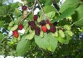 Murbei Buah Kecil nan Manis, Bermanfaat Mencegah Kanker dan Melancarkan Pencernaan Juga Lho