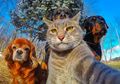 Tidak Hanya Manusia yang Keranjingan, Kucing Ini Juga Jago Selfie Pakai Kamera GoPro!