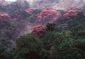 Perubahan Iklim Membuat Hutan Panama Ini Tampak Lebih Cantik dari Sebelumnya