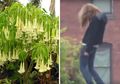 Narkoba Paling Mengerikan di Dunia Itu Bernama Kecubung, Bukan Kokain!