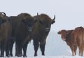 Berada di Kawanan Bison, Hewan Ini Sempat Disangka Sebagai Mutan