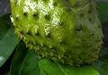 Dari Diabetes Hingga Kanker, Inilah Daftar Penyakit yang Sanggup Disingkirkan Daun Sirsak, Ini Cara Mengolahnya!