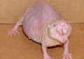 Wow, Peneliti Temukan Tikus Mole ‘Telanjang’ Memiliki Kekuatan Layaknya Super Hero, Kekuatan Apa Itu?