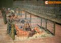 Menyeramkan! Beginilah Penjara Phu Quoc Vietnam yang Tidak Manusiawi