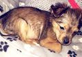 Sadis! Anak Anjing Ini Dihantam Palu Hingga Mati dan Dimasukkan ke Microwave