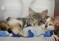 Tidak Hanya Manusia, Kucing Juga Bisa Inses dan Anaknya Mengalami Kelainan Separah Ini! Sering Terjadi di Indonesia