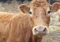 Menolak Penjagalan, Sapi Ini Mendobrak Pagar, Mematahkan Lengan, dan Berenang ke Pulau Seberang