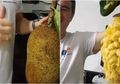 Cara Genius Kupas Buah Nangka Hanya 2 Menit, Tanpa Lengket, Mudah, dan Hasilnya Sempurna!