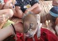(Video) Langka, Bayi Babi Ini Terlahir Dengan 'Belalai Gajah'
