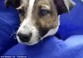 (Foto) Kejam! Direkatkan Menggunakan Lem, Mata dan Mulut Anak Anjing pun Terluka