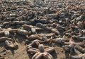 Aneh, Puluhan Ribu Biota Laut Menyelimuti Pantai di Inggris, Fenomena Apakah Ini?