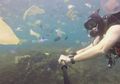 Video Turis Asal Inggris Menyelam untuk Melihat Pari Manta di Nusa Penida Ini Bakal Bikin Kita Mengelus Dada, Malu!