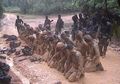Dihajar Habis-Habisan Dalam ‘Kamp Tawanan’, Para Siswa Prajurit Komando Harus ‘Lupa Diri’