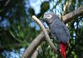 Dari Rakun Sampai Burung Beo, Inilah 7 Hewan Paling Cerdas di Dunia
