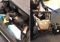 Kasihan, Anjing Mati Setelah Pramugari Meletakkannya ke Kompartemen Kabin Pesawat