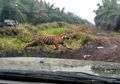 Harimau Bonita yang Telah Tewaskan Dua Orang Terus Bersembunyi di Hutan, Petugas Waspada di Perbatasan