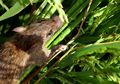 Orang Cerdik Tak akan Meracun Tikus Sawah karena Bisa Mendatangkan Kocek untuk Tambahan Uang Jajan