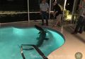 (Video) Hi... Seekor Buaya Liar 'Raksasa' Ditemukan Berada di Sebuah Kolam Renang Pribadi