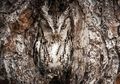 (Foto) 10 Kamuflase Burung Hantu Paling Keren, Bisakah Anda Menebak Keberadaannya?