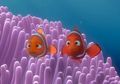 Kenali Hewan Laut di Film Finding Dory: 5 Fakta Menarik dari Ikan Badut