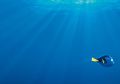 Kenali Hewan Laut Ini di Film Finding Dory: 5 Fakta Menarik dari Ikan Tang Biru Alias Dory