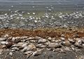 Zat Kimia Beracun yang Terdapat pada Ikan Laut Membahayakan Terutama Bagi Bayi di Bawah 6 Bulan