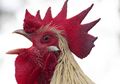 Mengapa Ayam Selalu Berkokok di Pagi Hari?