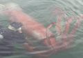 Saat Cumi-cumi Raksasa Melintas di Pelabuhan Jepang