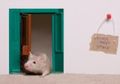 5 Langkah Efektif untuk Mencegah Tikus Masuk ke Dalam Rumah
