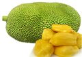 Ini Dia Manfaat Mengonsumsi Nangka!