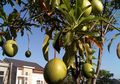 Larva Lalat Enyah dengan Buah Bintaro