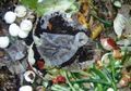 Pilah Sampah dari Rumah
