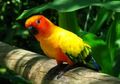 Kisah Burung Beo yang Berani