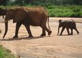 Kisah Gajah dan Ibunya yang Buta