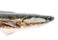 Terbukti! Ikan Gabus Dapat Obati Diabetes