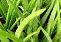 8 Manfaat Lidah Buaya yang Ampuh Mengatasi Banyak Masalah Kesehatan