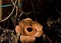 Turis Australia Kagumi Bunga Rafflesia di Bengkulu