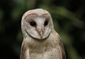 Apa hubungan Harry Potter dengan langkanya burung hantu india?