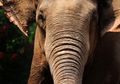 Konflik gajah dan manusia terus berlangsung