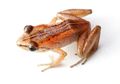 Katak penyanyi dari Haiti