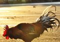 Genetika Dorong Ayam Jantan Berkokok di Pagi Hari