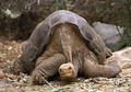 Perebutan Kura-kura Lonesome George