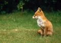 Apakah rubah sahabat manusia sebelum anjing?