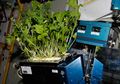 Berkebun di Ruang Angkasa