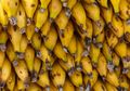 FAO: Hati-hati Terhadap Jamur Pisang