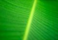 Daun Artifisial Tirukan Proses Fotosintesis