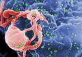 Di Uni Eropa, Hepatitis Lebih Mematikan Daripada HIV