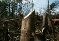 Deforestasi Ancam Kelangsungan Hidup Suku Pedalaman